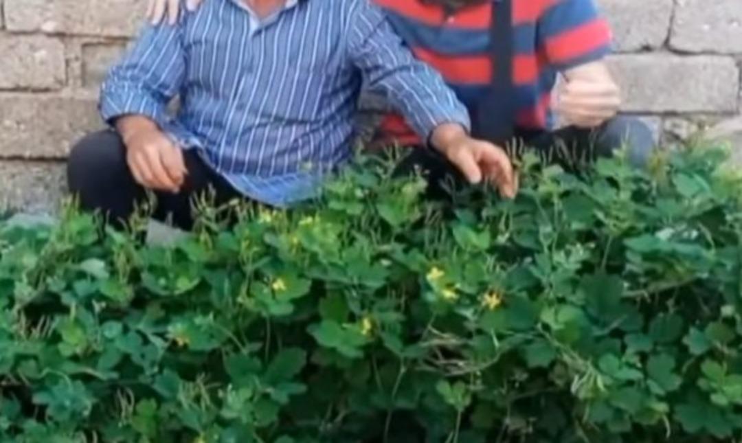 kırlangıç bitkisi