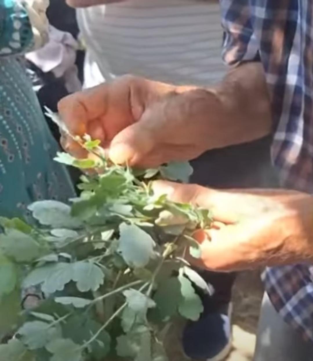 kırlangıç otu kullanımı