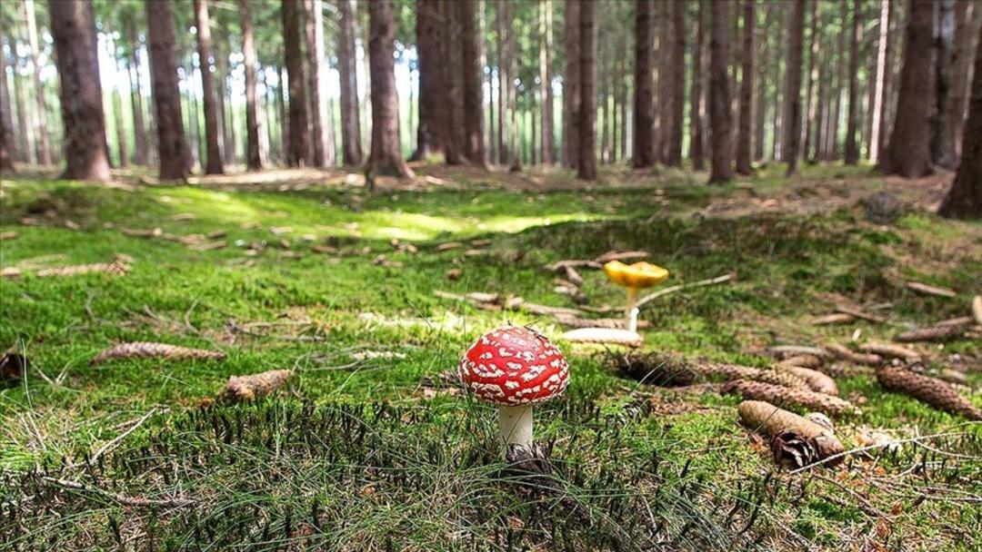 Mantar zehirlenmeleri hakkında bilgi veriliyor